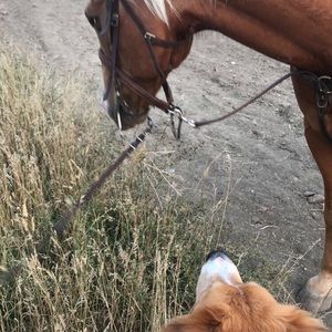 Meet your Posher, Sydney